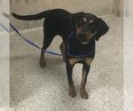 Small Labrador Retriever Mix