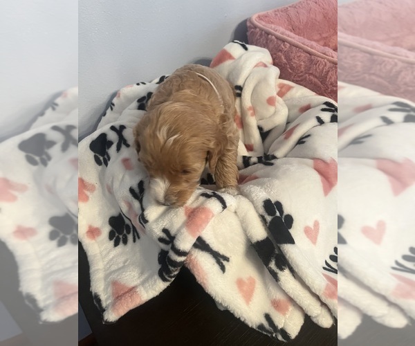 Medium Photo #32 Goldendoodle (Miniature) Puppy For Sale in LOVES PARK, IL, USA