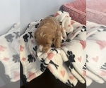 Small Photo #32 Goldendoodle (Miniature) Puppy For Sale in LOVES PARK, IL, USA