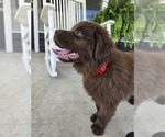 Small #1 Newfoundland