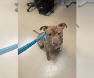 Mutt Dogs for adoption in Easton, MD, USA