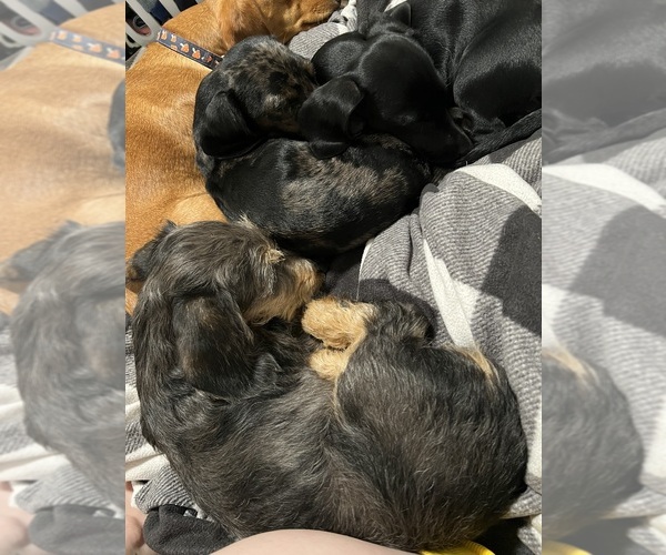 Medium Photo #7 Dachshund Puppy For Sale in PORTLAND, OR, USA