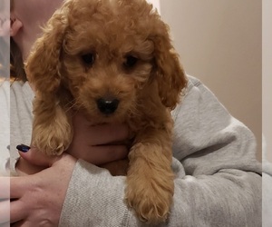 Labradoodle Puppy for sale in BUFFALO, MN, USA