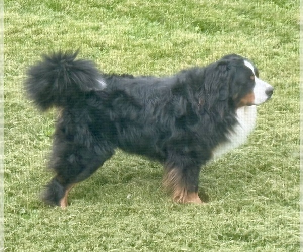 Medium Photo #1 Bernese Mountain Dog Puppy For Sale in AMANA, IA, USA