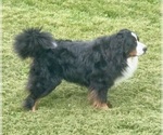 Small Photo #1 Bernese Mountain Dog Puppy For Sale in AMANA, IA, USA