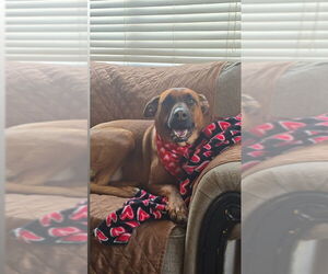 German Shepherd Dog-Unknown Mix Dogs for adoption in San Diego, CA, USA