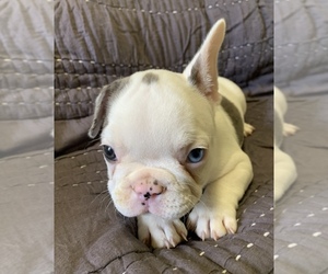 French Bulldog Puppy for sale in JOHNS ISLAND, SC, USA
