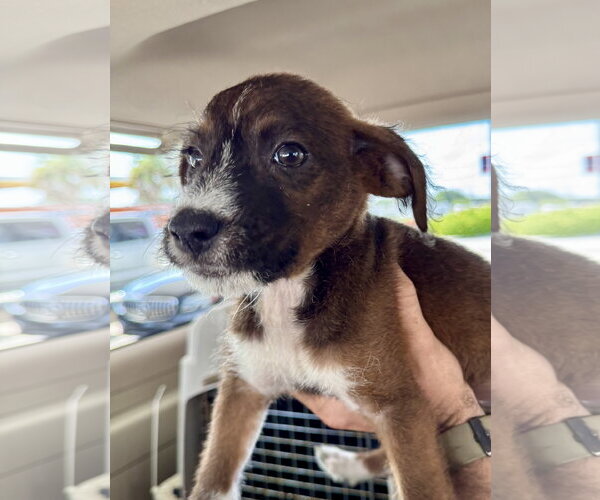 Medium Photo #4 Mutt Puppy For Sale in Jefferson, NJ, USA