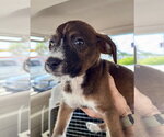 Small #3 Mutt