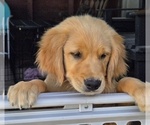 Small #1 Golden Retriever