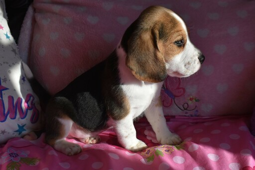 Medium Photo #5 Beagle Puppy For Sale in REASNOR, IA, USA