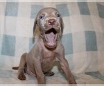 Small #6 Weimaraner