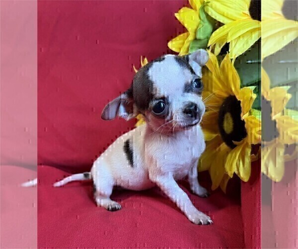 Medium Photo #19 Chihuahua Puppy For Sale in AVONDALE ESTATES, GA, USA