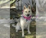 Small #1 Huskies  Mix