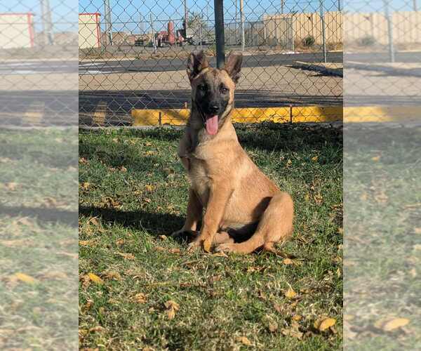 Medium Photo #1 German Shepherd Dog-Unknown Mix Puppy For Sale in Imlay City, MI, USA