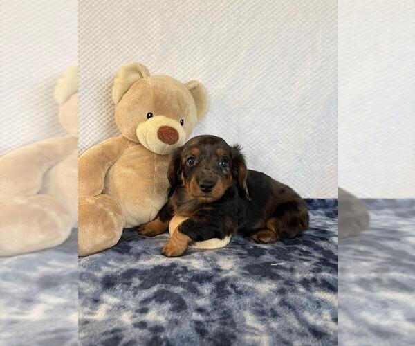 Medium Photo #2 Dachshund Puppy For Sale in LOOGOOTEE, IN, USA
