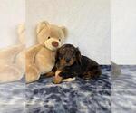 Small #1 Dachshund