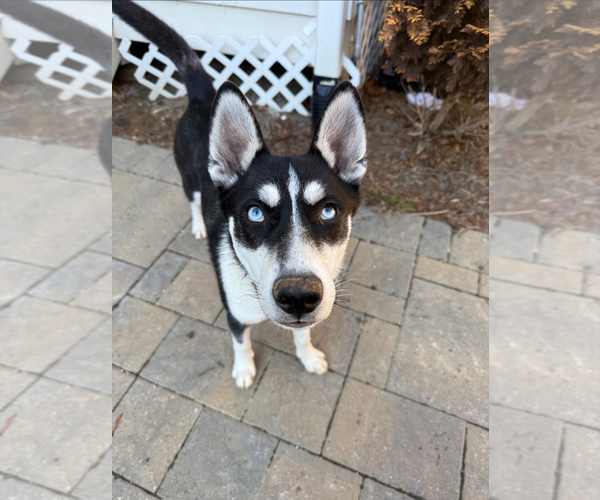 Medium Photo #2 Siberian Husky-Unknown Mix Puppy For Sale in Holly Springs, NC, USA