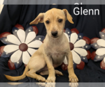 Small Chihuahua Mix