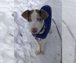 Australian Shepherd-Unknown Mix Dogs for adoption in Wakefield, RI, USA