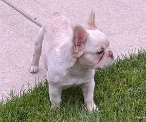 French Bulldog Puppy for sale in CHICAGO, IL, USA