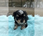 Small #7 Morkie