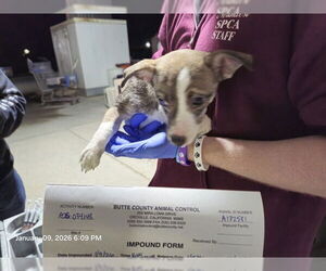 Chihuahua-Unknown Mix Dogs for adoption in Oroville, CA, USA