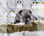 Small Photo #11 French Bulldog Puppy For Sale in SALEM, OR, USA