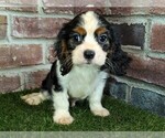 Small #4 Cavalier King Charles Spaniel