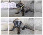 Small Photo #5 Mastiff Puppy For Sale in RUCKERSVILLE, VA, USA
