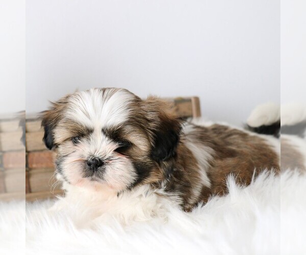 Medium Photo #1 Shih Tzu Puppy For Sale in ARTHUR, IL, USA