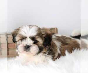 Shih Tzu Puppy for sale in ARTHUR, IL, USA