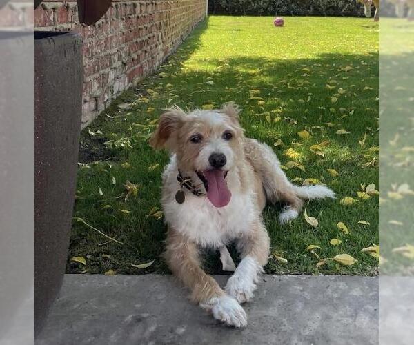 Medium Photo #3 Mutt Puppy For Sale in San Diego, CA, USA