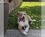 Small #2 Mutt