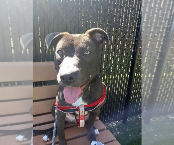 Medium Photo #2 American Pit Bull Terrier Puppy For Sale in Salinas, CA, USA