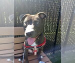 Small #1 American Pit Bull Terrier