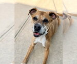 Small Boxer Mix