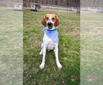 Small #5 Treeing Walker Coonhound Mix