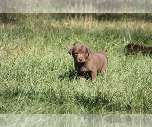 Labrador Retriever Puppy for sale in EAST DUBLIN, GA, USA