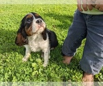 Small Photo #5 Cavalier King Charles Spaniel Puppy For Sale in WOOSTER, OH, USA