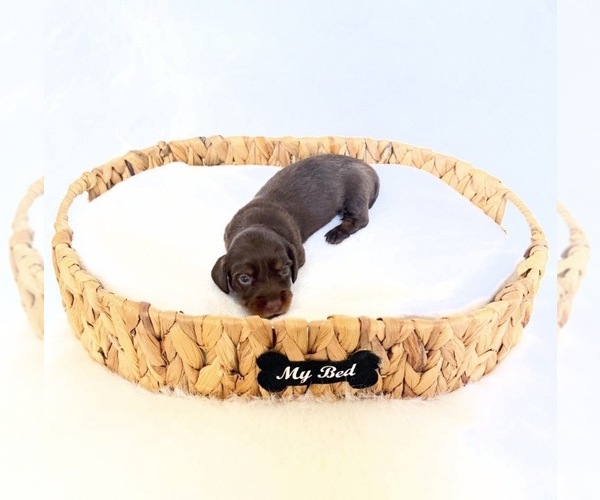 Medium Photo #4 Dachshund Puppy For Sale in DAVIS, CA, USA