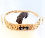 Small #3 Dachshund
