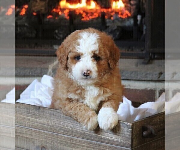 Medium Photo #3 Miniature Bernedoodle Puppy For Sale in FREDERICKSBRG, PA, USA