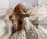 Small Photo #6 Goldendoodle (Miniature) Puppy For Sale in JENKS, OK, USA