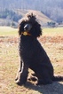 Small Photo #1 Poodle (Standard) Puppy For Sale in MARTINSVILLE, VA, USA
