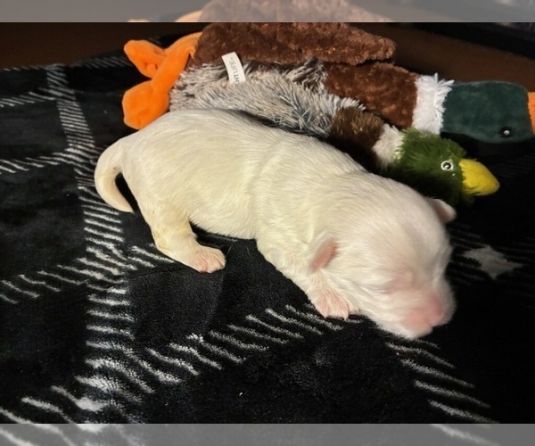 Medium Photo #2 Yorkshire Terrier Puppy For Sale in SCHERTZ, TX, USA