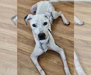 Mutt Dogs for adoption in Catasauqua, PA, USA