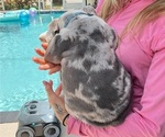 Small #5 Bulldog