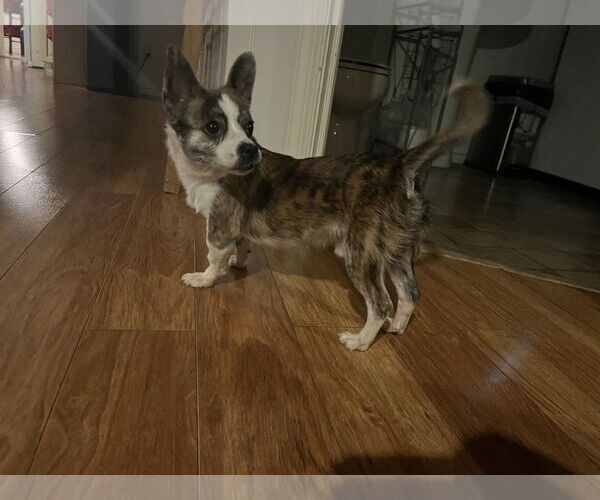 Medium Photo #2 Chihuahua-Unknown Mix Puppy For Sale in Catasauqua, PA, USA