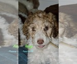 Puppy Tango Poodle (Standard)